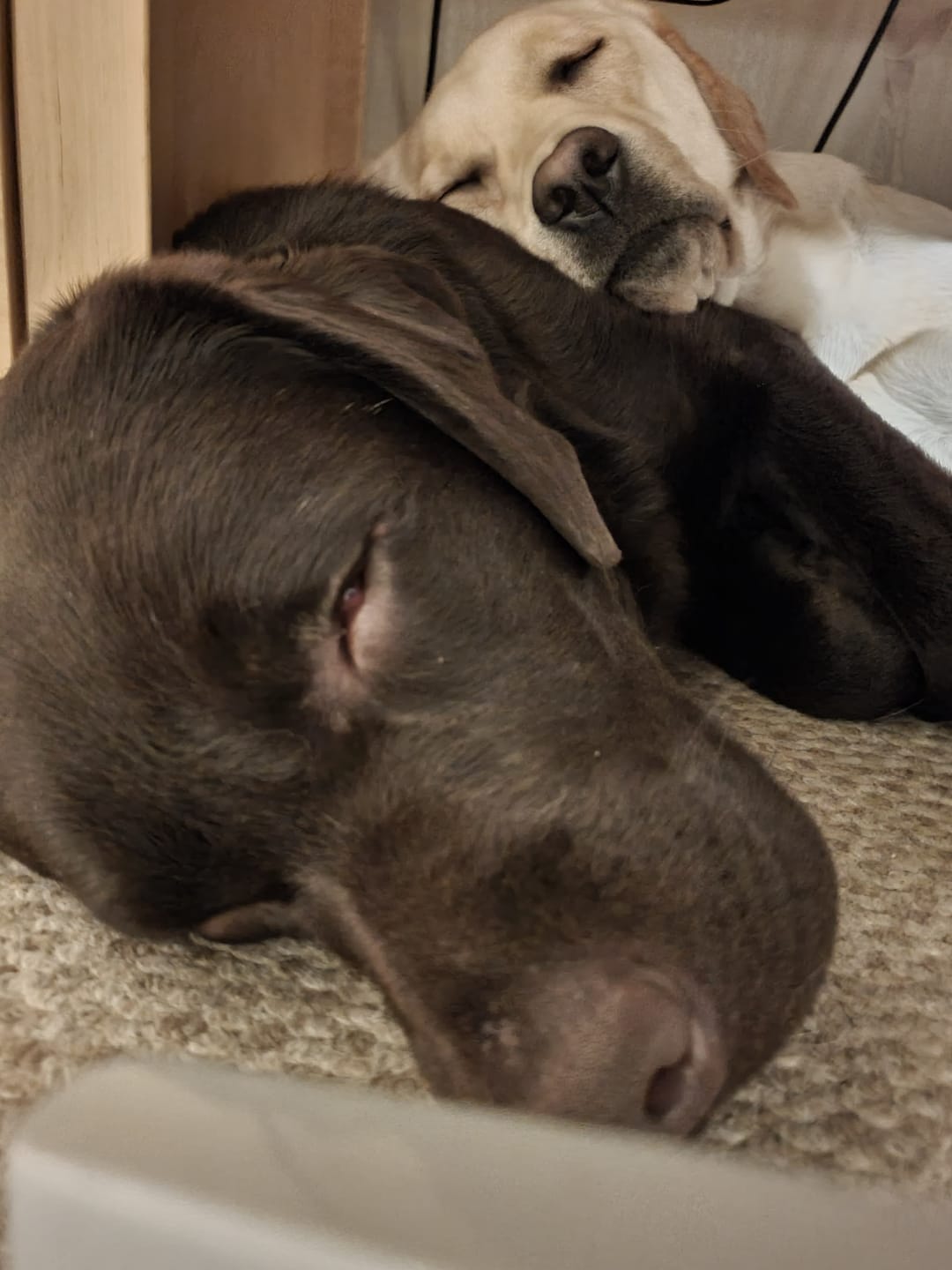Customer photo review of Active VetDiet Intestinal suņiem