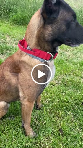 Customer video review of 4cm Combat® Collar | Handle & Rated Clip - Red