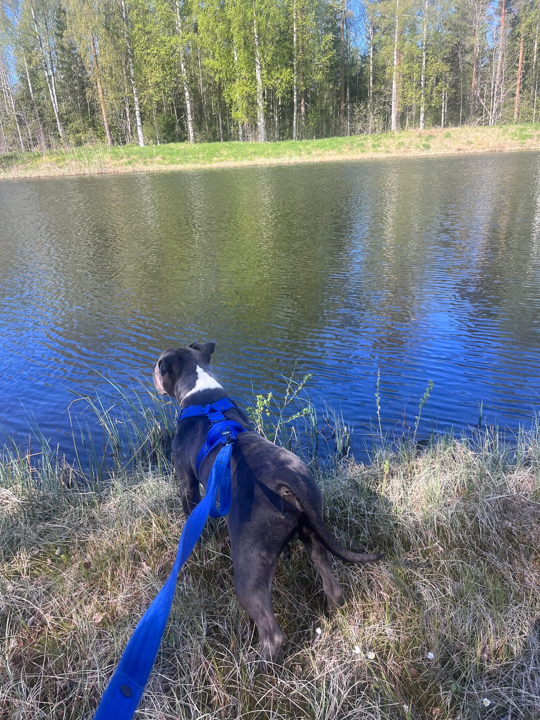 Customer photo review of Hundsele med namn