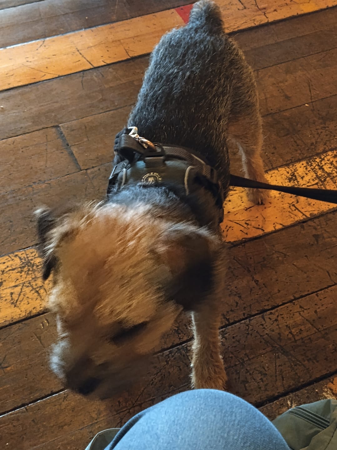 Customer photo review of Trail & Glow Tweed Dog Harness - Forest Tweed