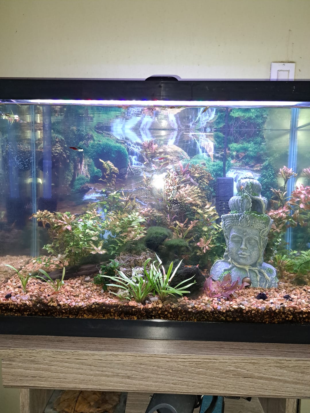 Customer photo review of Seachem Purigen