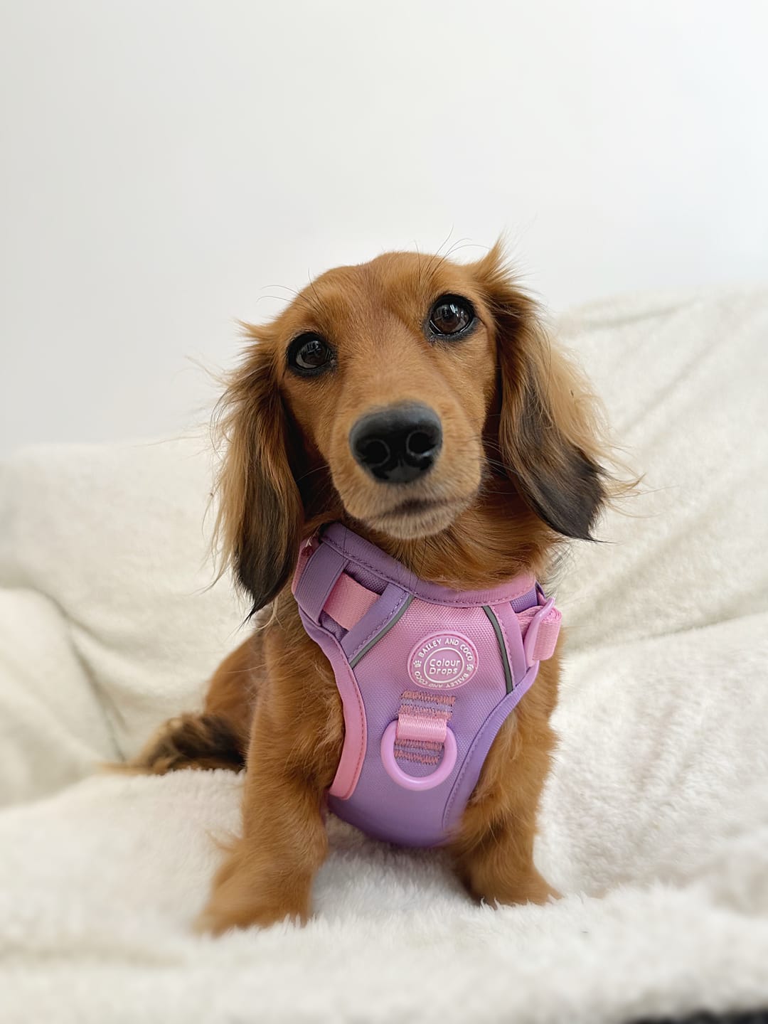 Customer photo review of Trail & Glow Dog Harness - COLOUR DROPS® - Love that for you