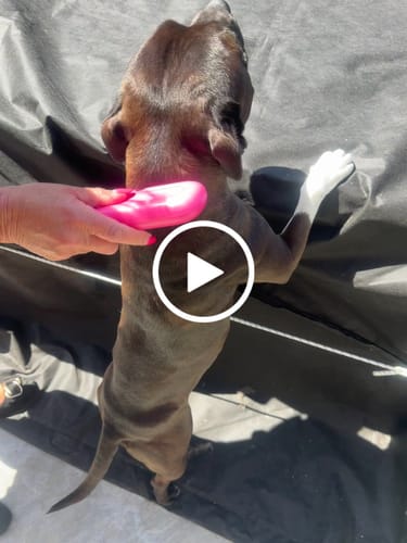 Customer video review of Deshedding Brush (Pink)