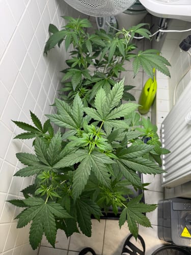 Customer photo review of Hesi Bio Bloom