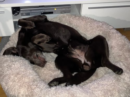 Customer photo review of CalmBed - Motverkar stress & hjälper mot ångest