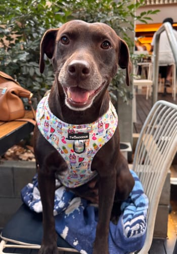 Customer photo review of TWOMOODLES HARNESS ADJUSTABLE - BEACH BLUEY