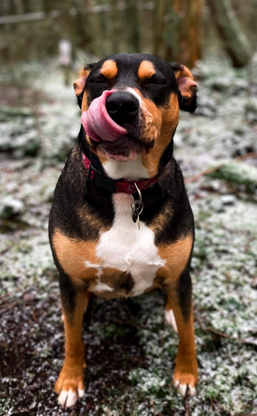 Customer photo review of Mint Himalayan Yak Chew (MEDIUM)