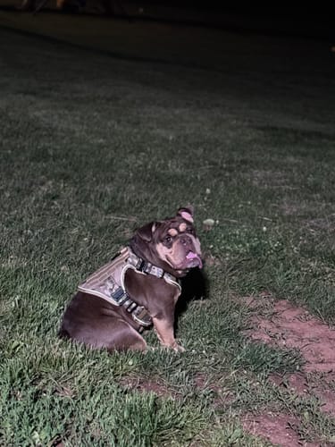 Customer photo review of NEW Upgraded Tactical No-Pull Team K9™ Dog Harness with 4 Quick-Release Metal Buckles, Reinforced Front & Back D-Rings, Hook & Loop Panels, Adjustable Straps, Reflective Strips, & Top Handle