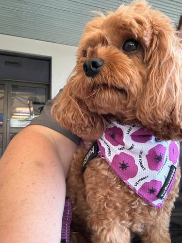 Customer photo review of TWOMOODLES BANDANA - PURPLE POPPY "LEST WE FORGET"