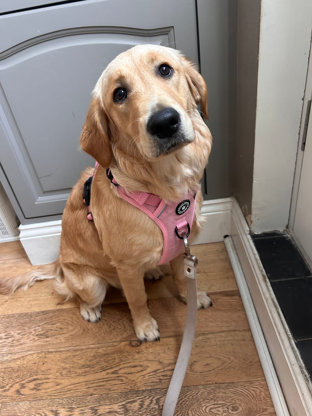 Customer photo review of Bubblegum Pink Tweed Dog Harness - No Pull & Reflective | Trail & Glow®
