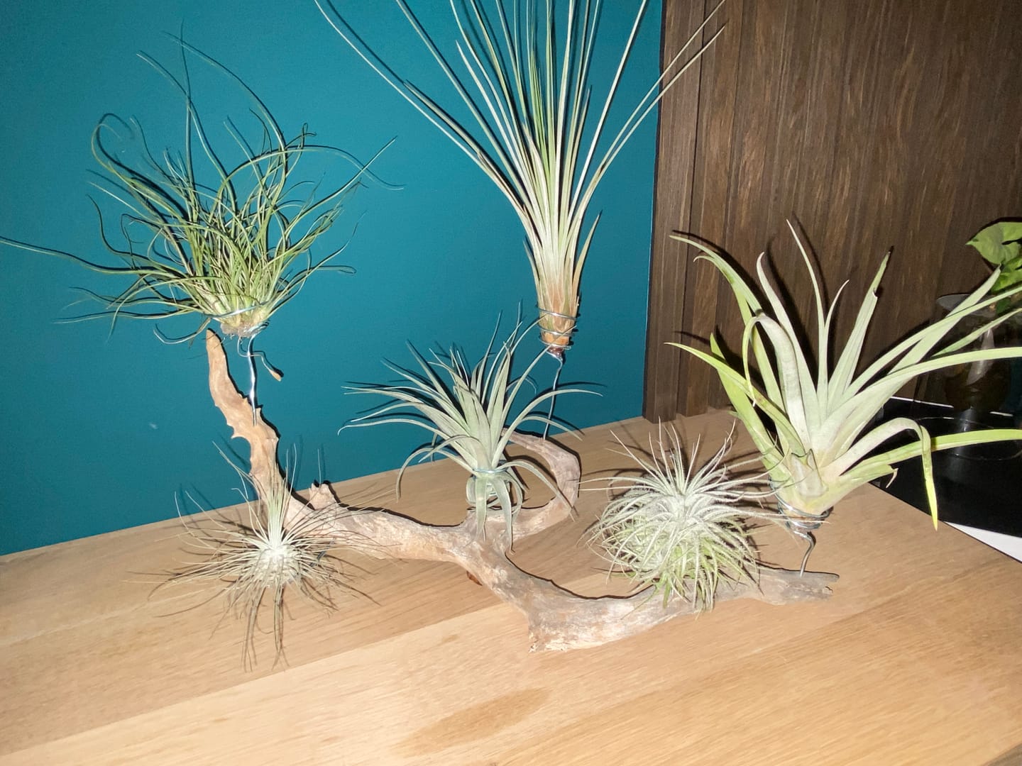 Customer photo review of Tillandsia schiedeana major - Mini Pulk