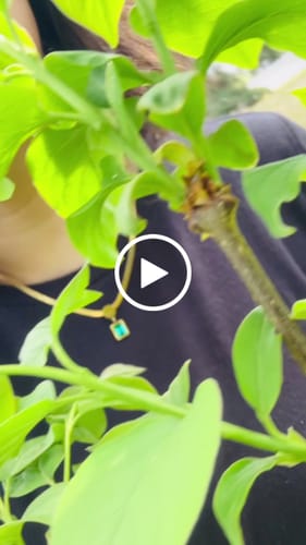 Customer video review of BLAIBLE