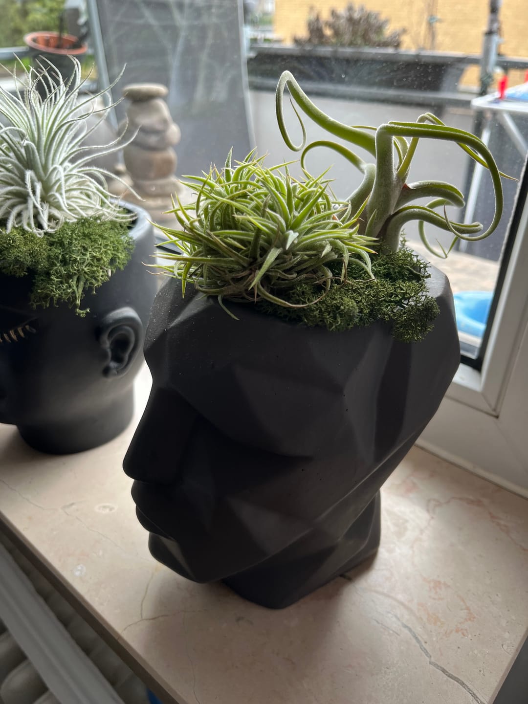 Customer photo review of Tillandsia schiedeana major - Mini Pulk