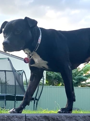 Customer photo review of TWOMOODLES COLLAR - BEACH BLUEY