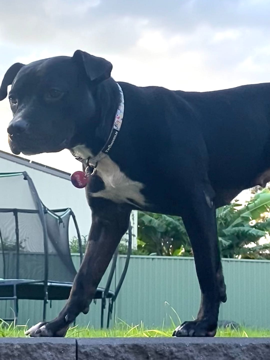 Customer photo review of TWOMOODLES COLLAR - BEACH BLUEY