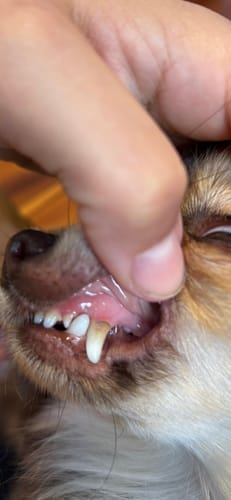 Customer photo review of Fresh Smile