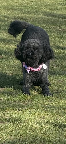 Customer photo review of Cross Body Bag- Pink/Red Stripe