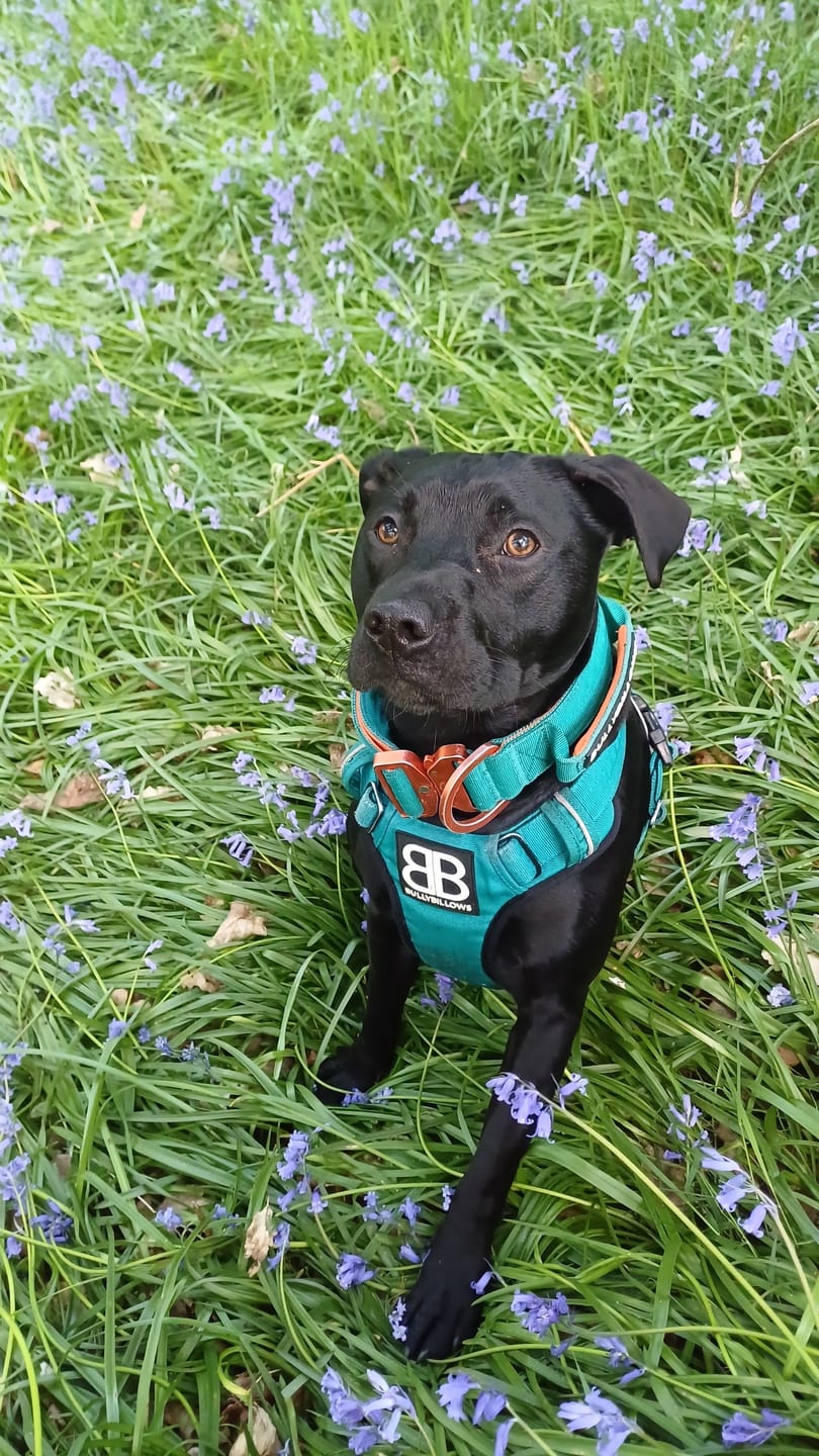 Customer photo review of Comfort Premium Harness | Non Restrictive - Turquoise