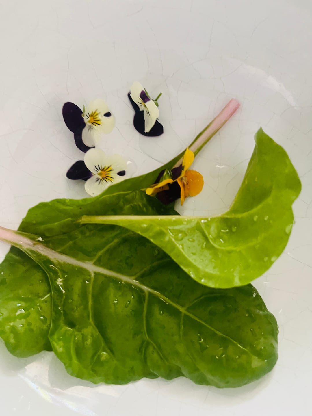 Customer photo review of Edible and Medicinal Wild Plants of Britain and Ireland