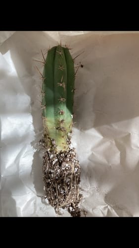 Customer photo review of Trichocereus Peruvianus | Peruvian Torch Cactus