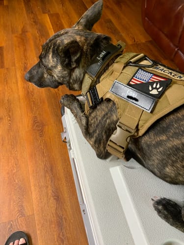 Customer photo review of 10-In-1 Tactical K9 Harness System - Full Set Dog Harness Bundle (Includes: Tactical No-Pull Dog Harness + Bungee Leash + Collar + MOLLE Pouches + First Aid Kit + 12 Hook & Loop Patches + Dog Goggles + Safety Belt + Travel Water Bowl + Dog Waste Bags)
