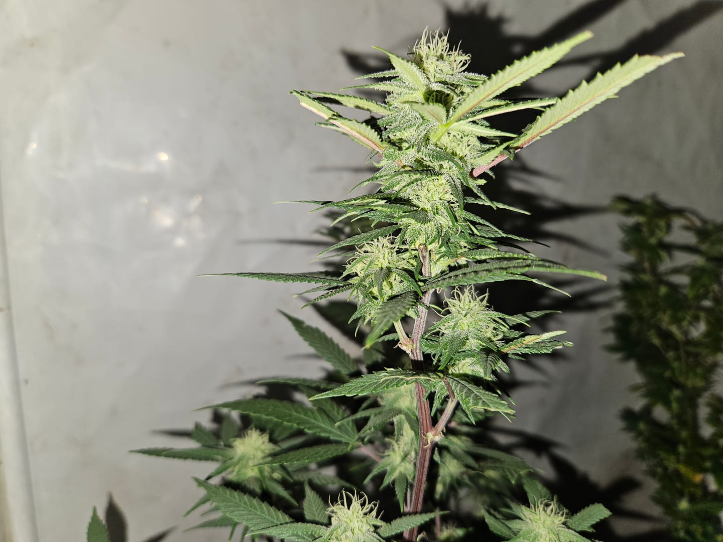 Customer photo review of Hanfstecklinge | Coconut Cloud