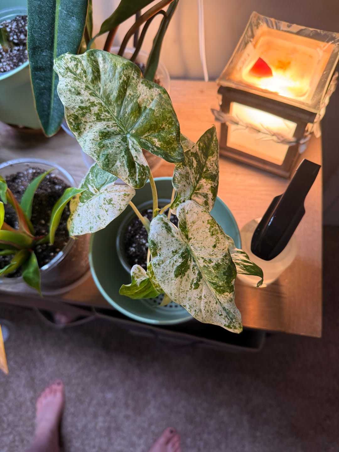 Customer photo review of Alocasia odora 'Batik'