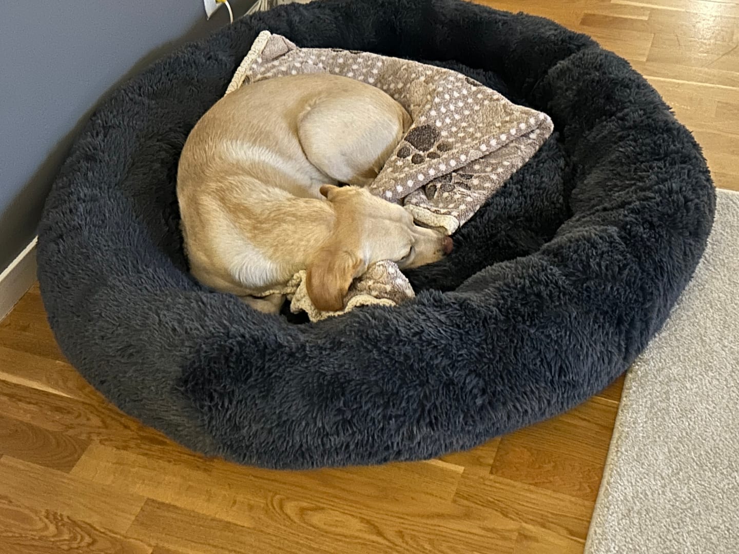 Customer photo review of CalmBed - Pälsfritt Överdrag