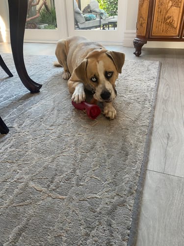 Customer photo review of 12" Mega Monster Bully Stick