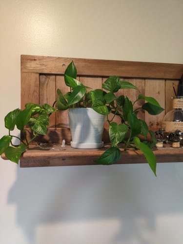 Customer photo review of Plant Food