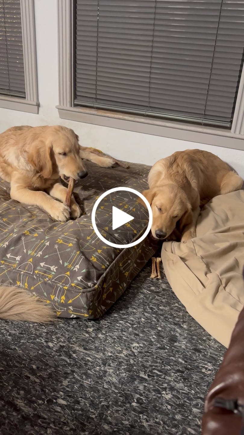 Customer video review of 10"-12" American Jumbo Smoked Bully Sticks