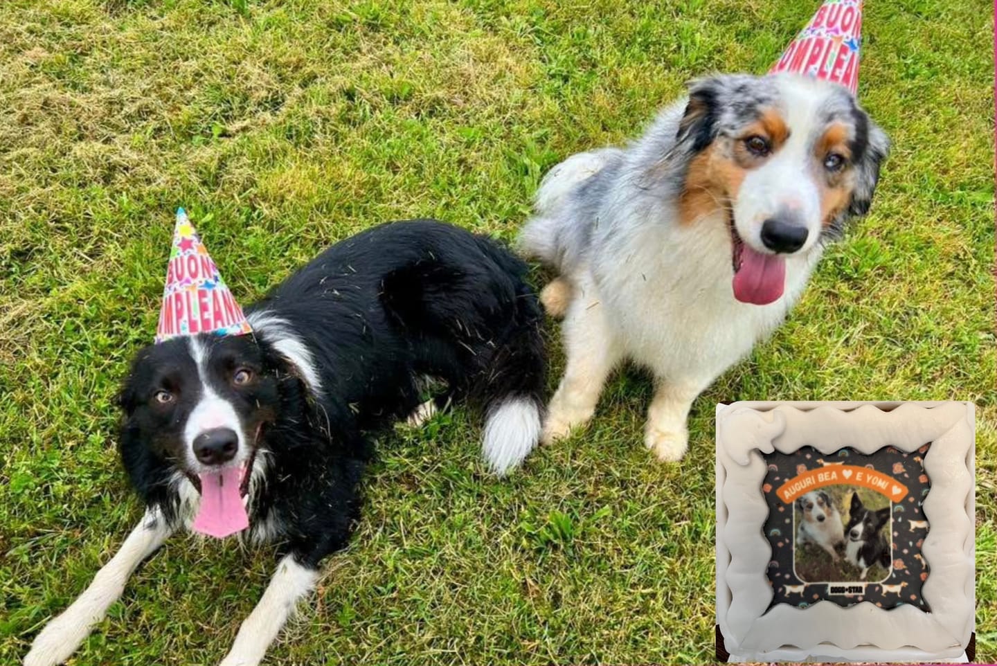Customer photo review of Fotogenica 2 Torta Per Cani con Fotografia e Messaggio