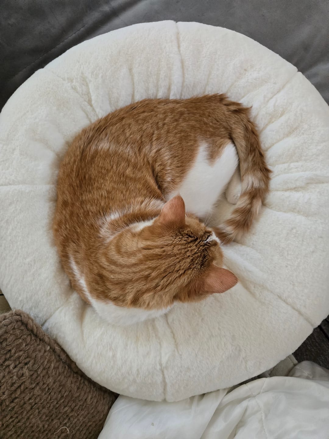 Customer photo review of Sourdough Pudding Bed
