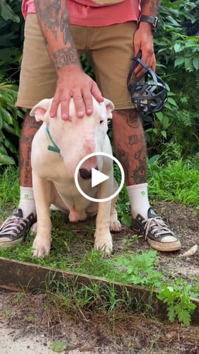 Customer video review of Muzzle - Leather Basket