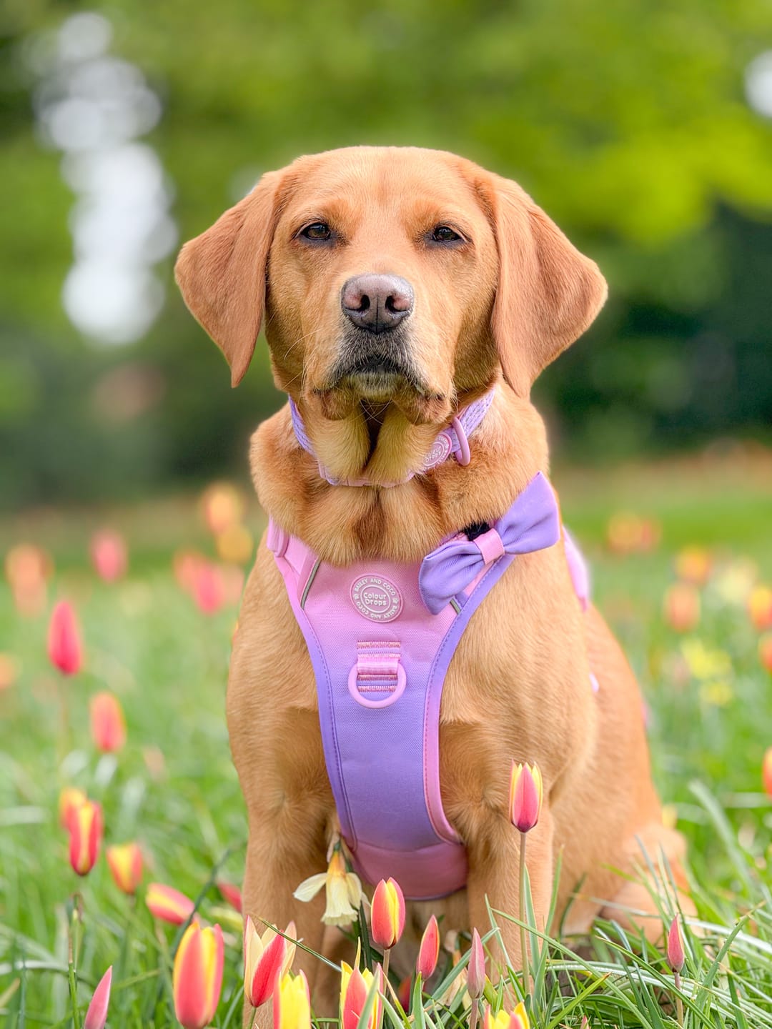 Customer photo review of Trail & Glow Dog Harness - COLOUR DROPS® - Love that for you