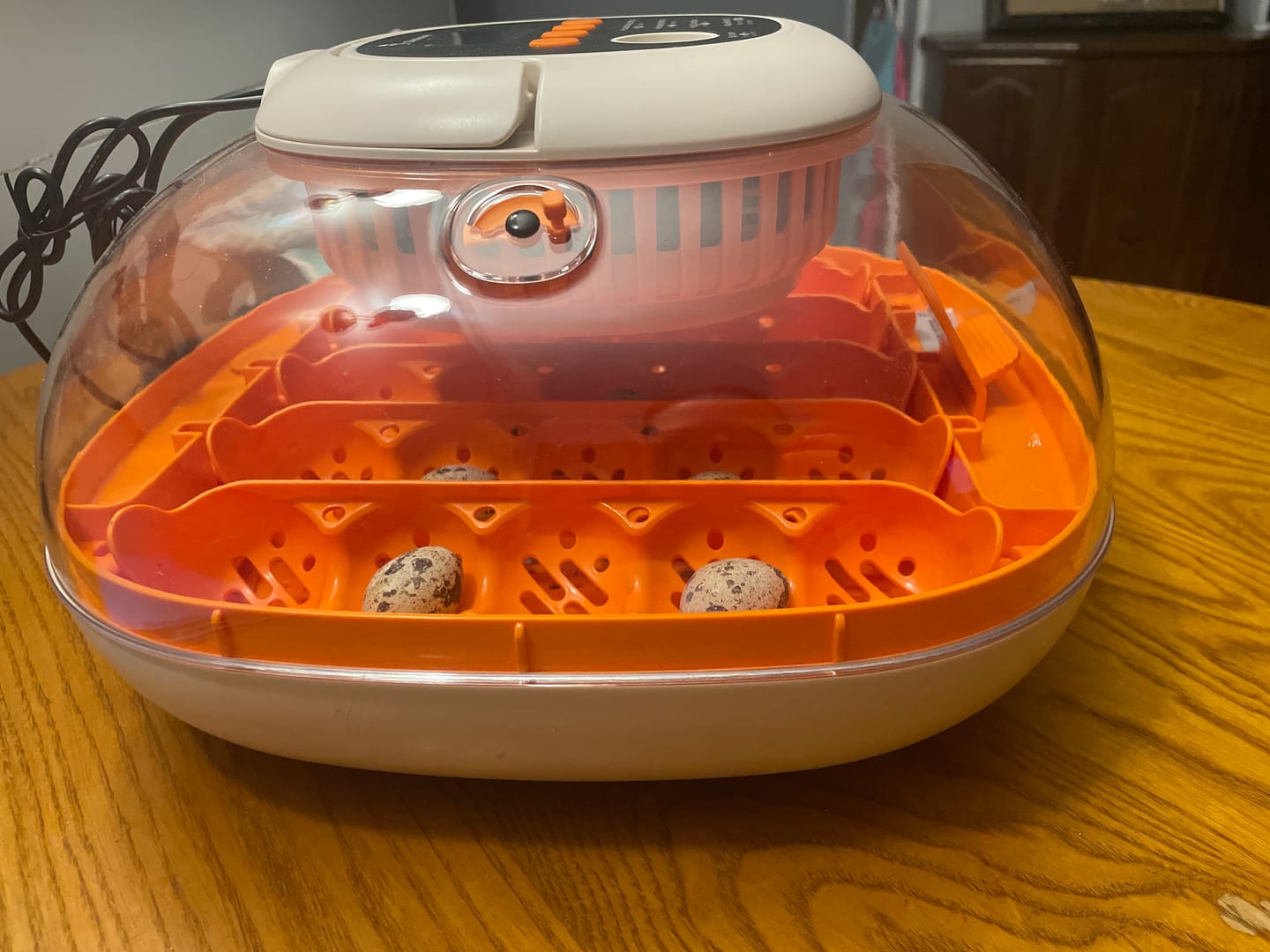 Customer photo review of Egg Incubator -25 Egg Capacity