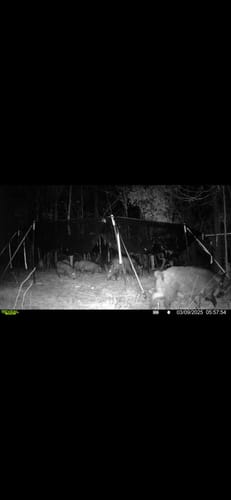 Customer photo review of Pig Brig Trap System