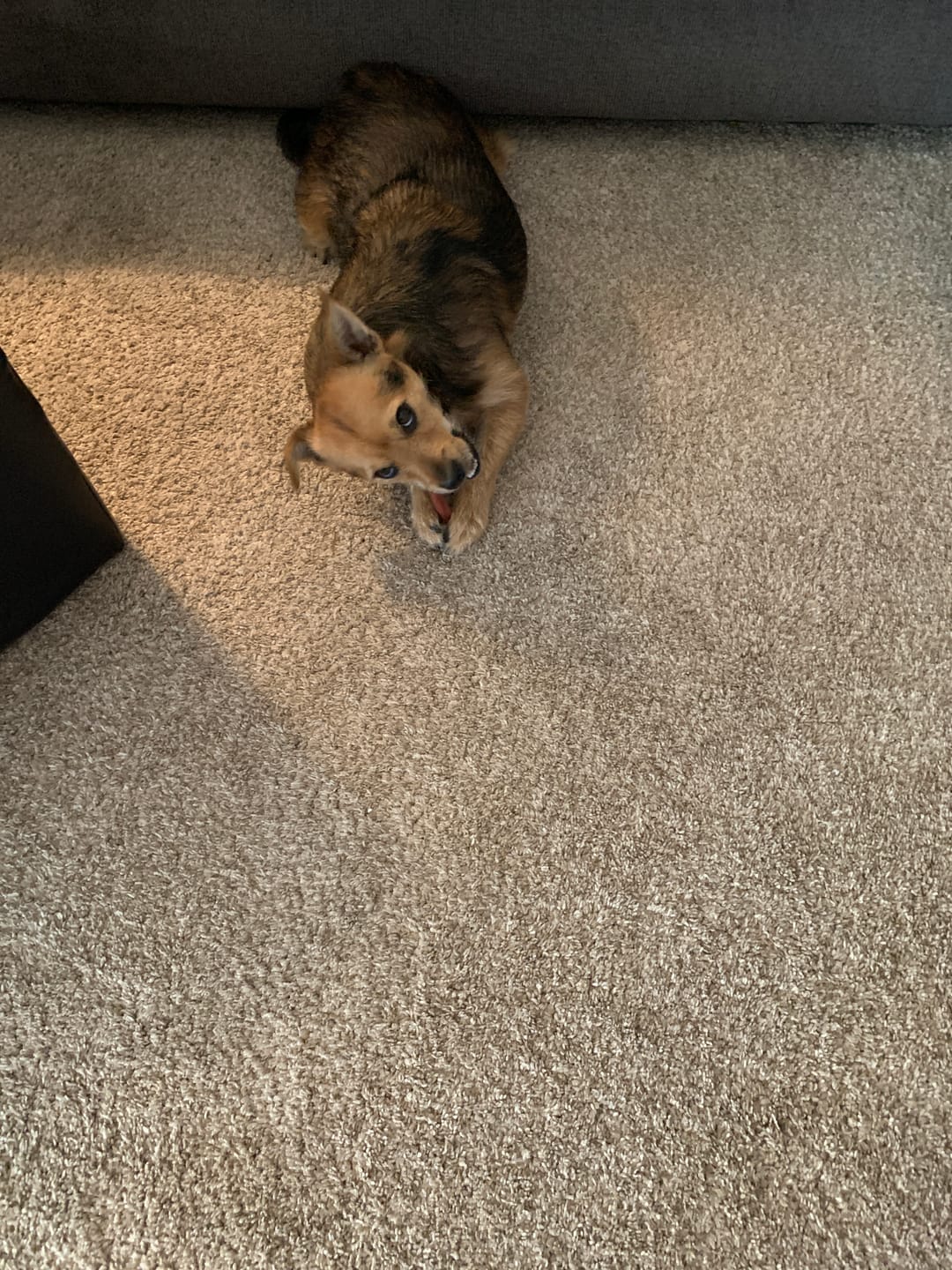 Customer photo review of 6 Inch Standard Bully Sticks