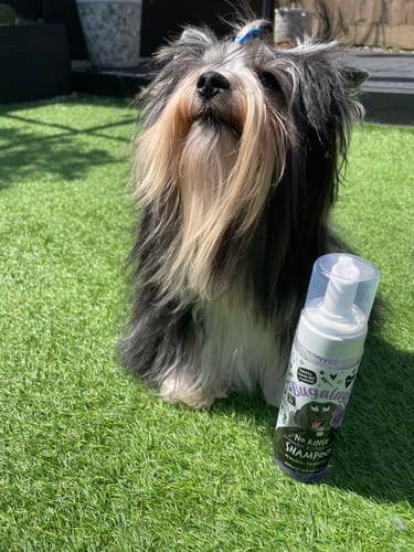 Customer photo review of No Rinse Lavender & Chamomile Dog Shampoo