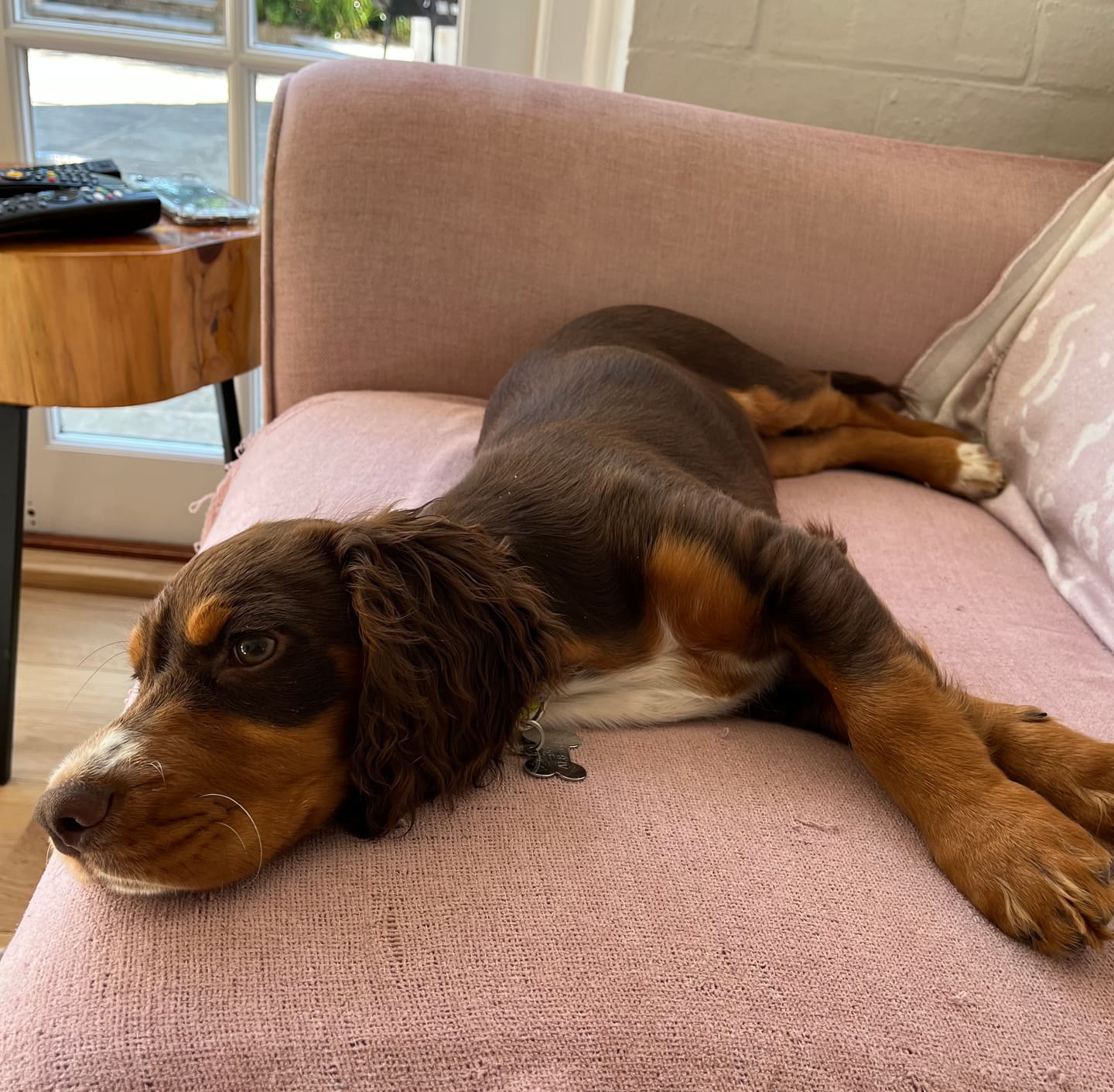 Customer photo review of Luxury Dog Drying Bag