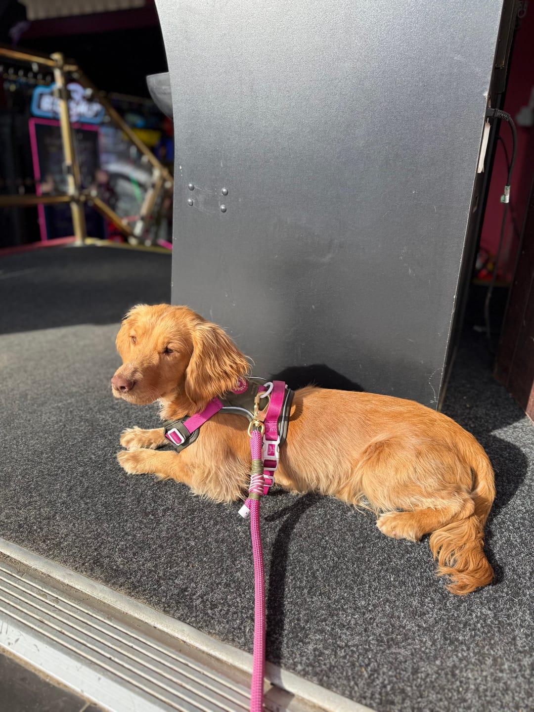 Customer photo review of Trail & Glow Dog Harness - COLOUR DROPS® - Olive it Hot
