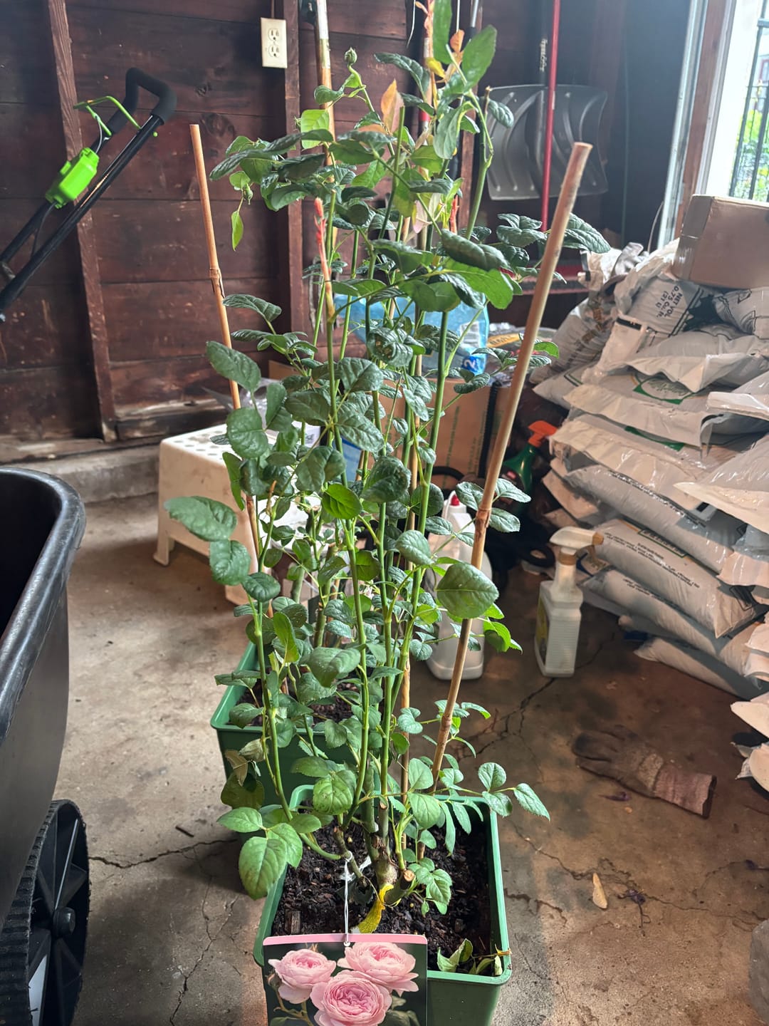 Customer photo review of Queen of Sweden® Rose Bush By David Austin® 3 Gallon