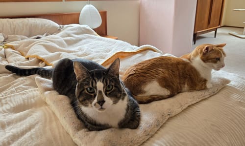 Customer photo review of New Funfetti Pastry bed