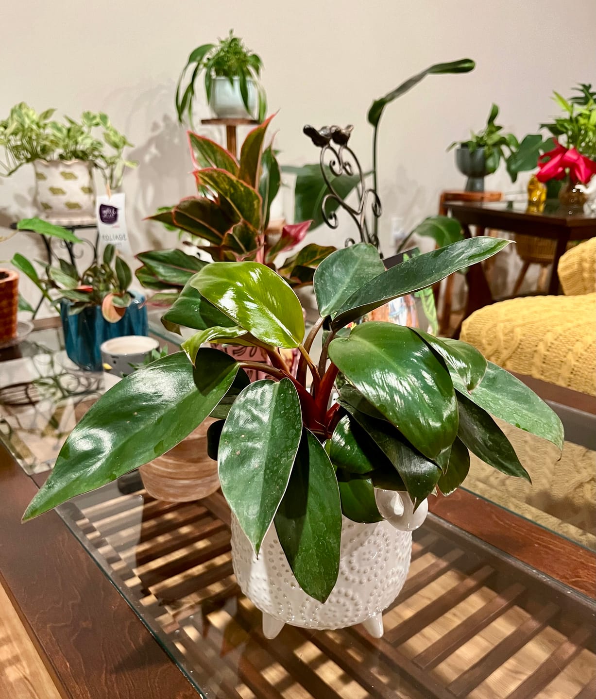 Customer photo review of Philodendron 'Red Congo Mini'