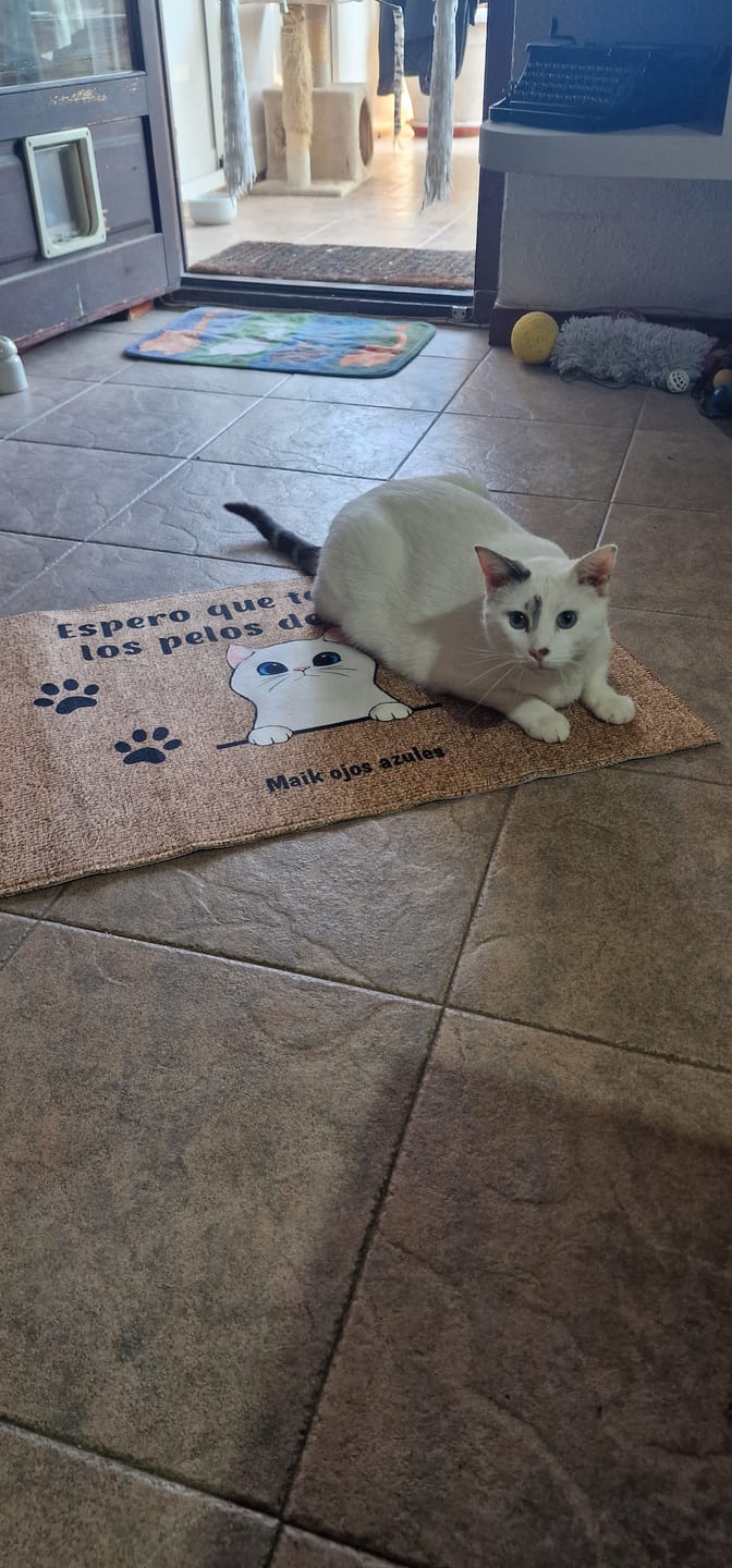 Customer photo review of Bienvenidos a lo de gatos curiosos - Felpudo personalizado