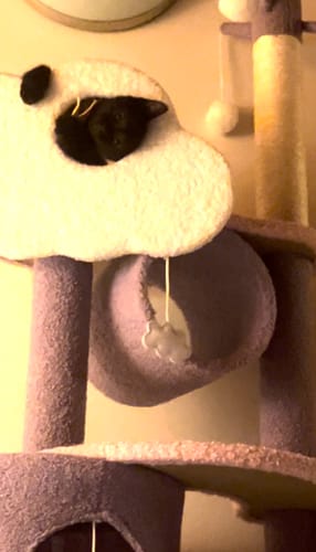 Customer photo review of Fantasy Series Climbing Frame Cat Tree - Dreamland (Height 165cm)
