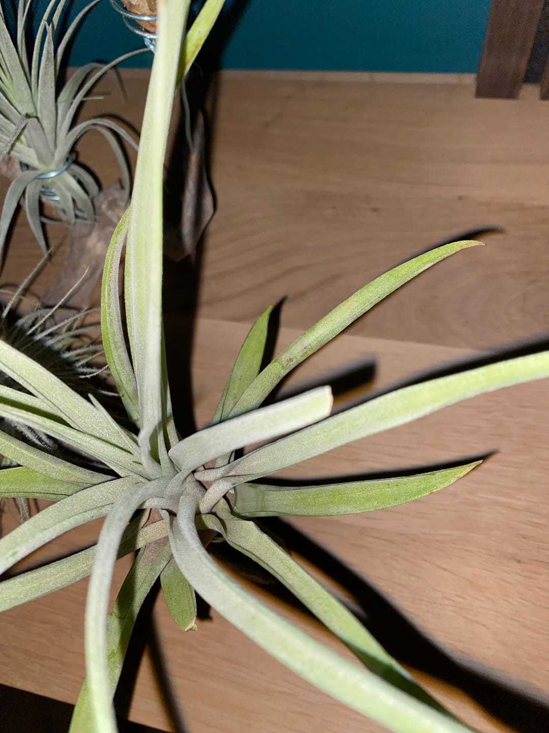 Customer photo review of Tillandsia capitata var. peach
