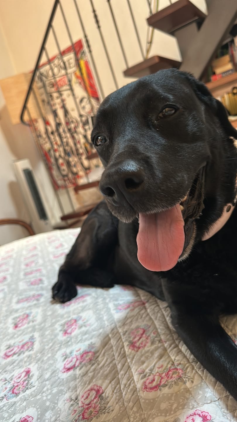 Customer photo review of Keepaws™ Tactical Leash