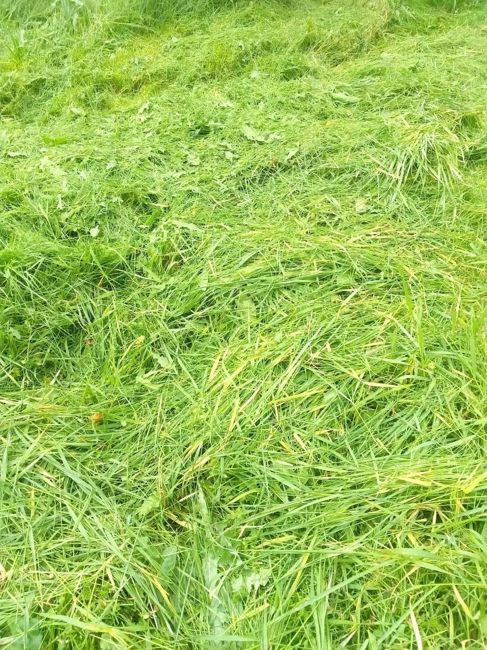 Customer photo review of GardenMate™ - 3 in 1 Cordless Electric Grass Lawn Mower
