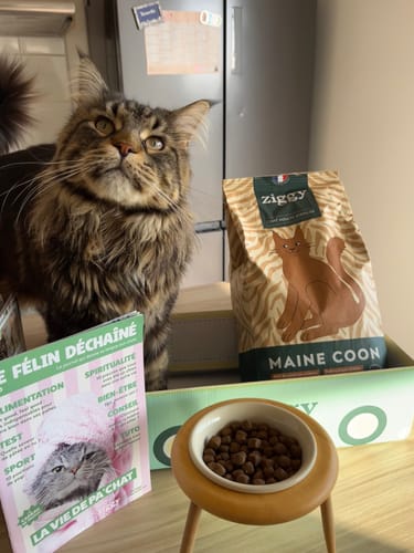 Avis photo d'un client sur Croquettes Maine Coon Stérilisé Sans Céréales - Poulet